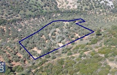 Zeytindağ'a 2,5 Km. 130 Ağaçlı 10.720 m2 Satılık Zeytinlik