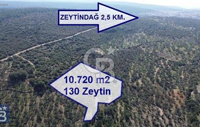 Zeytindağ'a 2,5 Km. 130 Ağaçlı 10.720 m2 Satılık Zeytinlik