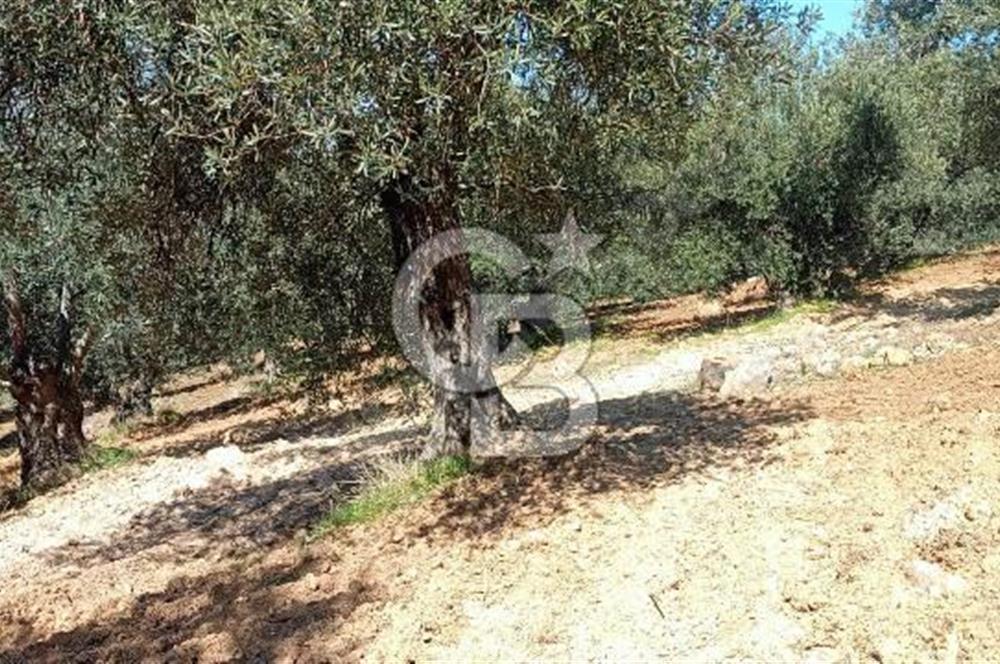 Zeytindağ'a 2,5 Km. 130 Ağaçlı 10.720 m2 Satılık Zeytinlik