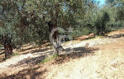 Zeytindağ'a 2,5 Km. 130 Ağaçlı 10.720 m2 Satılık Zeytinlik