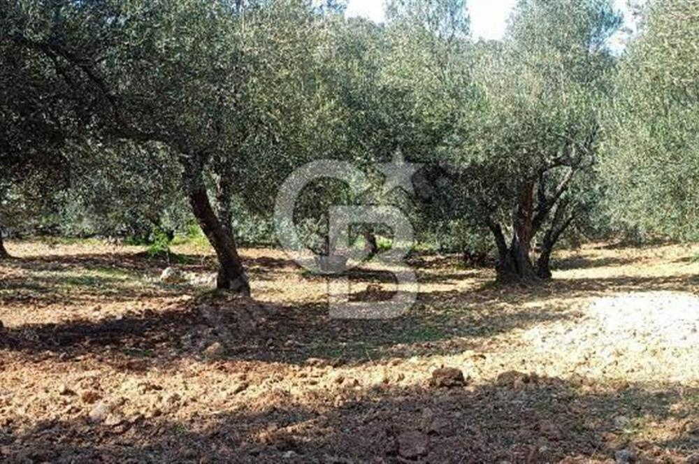 Zeytindağ'a 2,5 Km. 130 Ağaçlı 10.720 m2 Satılık Zeytinlik
