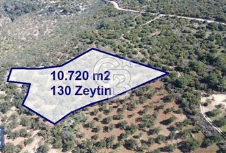Zeytindağ'a 2,5 Km. 130 Ağaçlı 10.720 m2 Satılık Zeytinlik