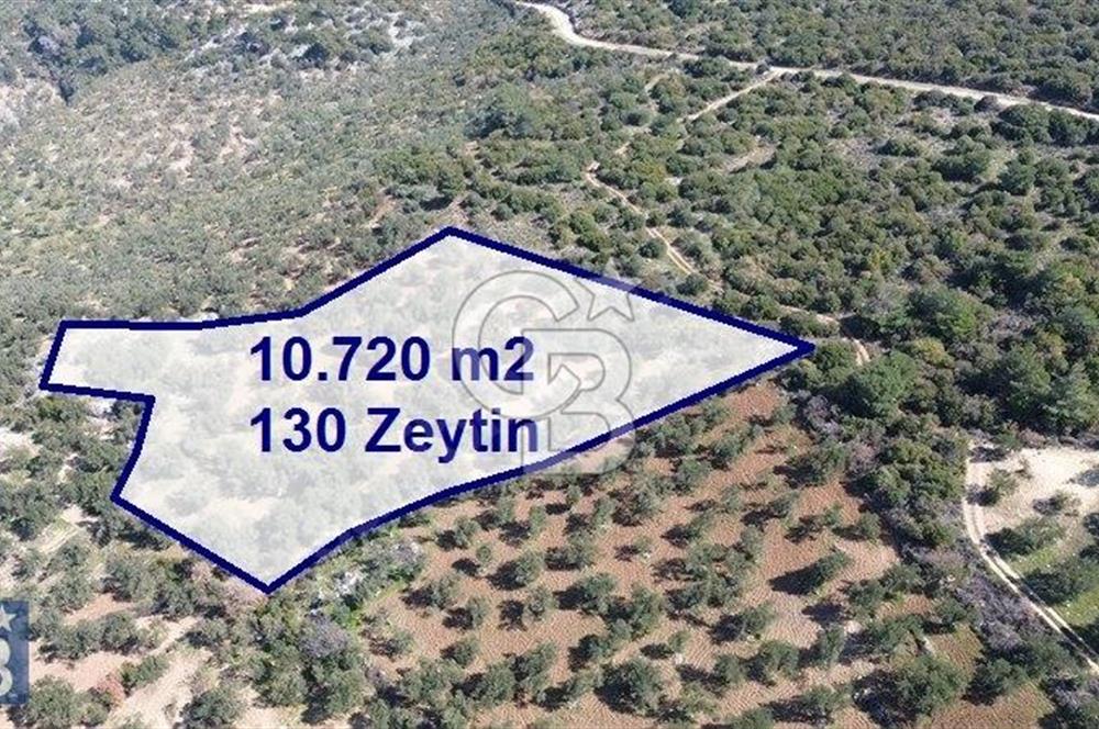 Zeytindağ'a 2,5 Km. 130 Ağaçlı 10.720 m2 Satılık Zeytinlik