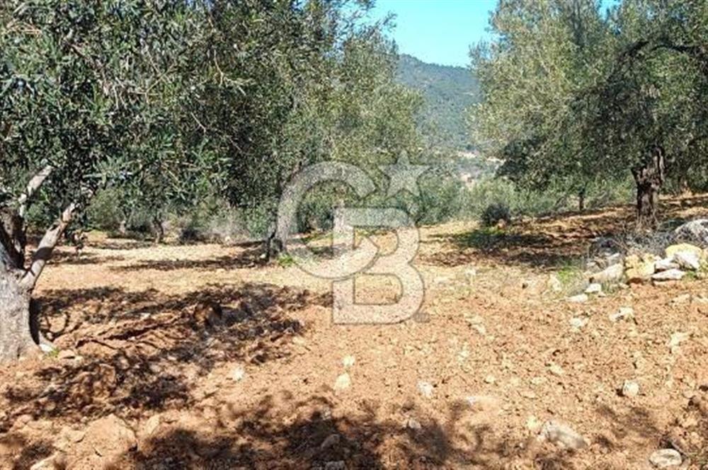 Zeytindağ'a 2,5 Km. 130 Ağaçlı 10.720 m2 Satılık Zeytinlik
