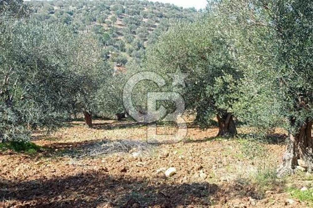 Zeytindağ'a 2,5 Km. 130 Ağaçlı 10.720 m2 Satılık Zeytinlik