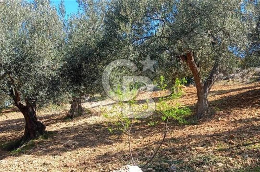 Zeytindağ'a 2,5 Km. 130 Ağaçlı 10.720 m2 Satılık Zeytinlik