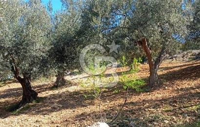Zeytindağ'a 2,5 Km. 130 Ağaçlı 10.720 m2 Satılık Zeytinlik