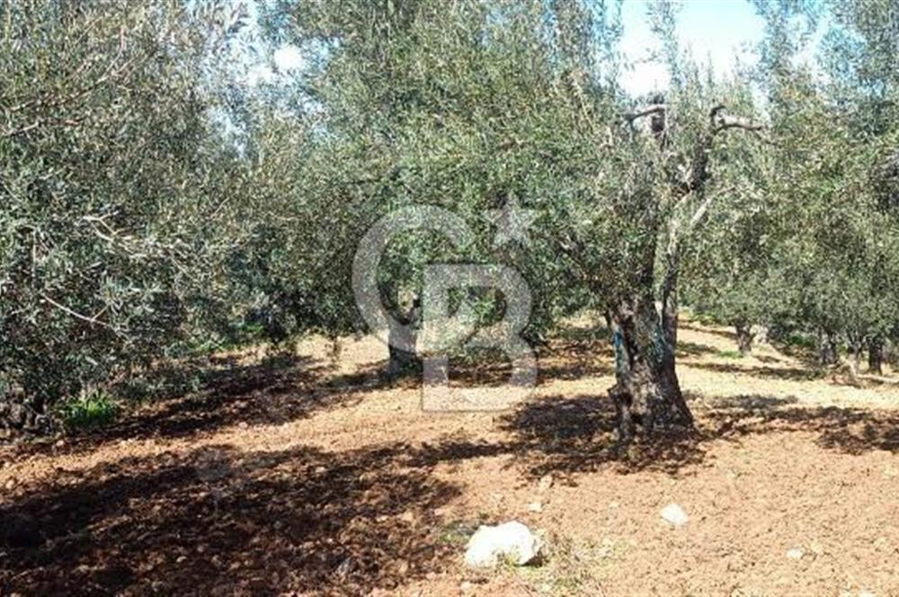 Zeytindağ'a 2,5 Km. 130 Ağaçlı 10.720 m2 Satılık Zeytinlik