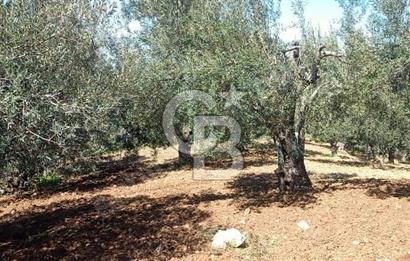 Zeytindağ'a 2,5 Km. 130 Ağaçlı 10.720 m2 Satılık Zeytinlik