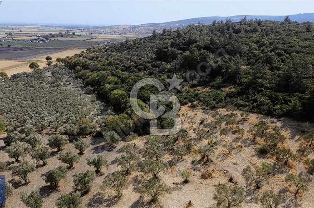 Helvacı'da 2413 m2; 50 Ağaçlı+Su+Konteynerli Hobi Bahçesi