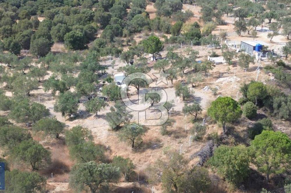 Helvacı'da 2413 m2; 50 Ağaçlı+Su+Konteynerli Hobi Bahçesi