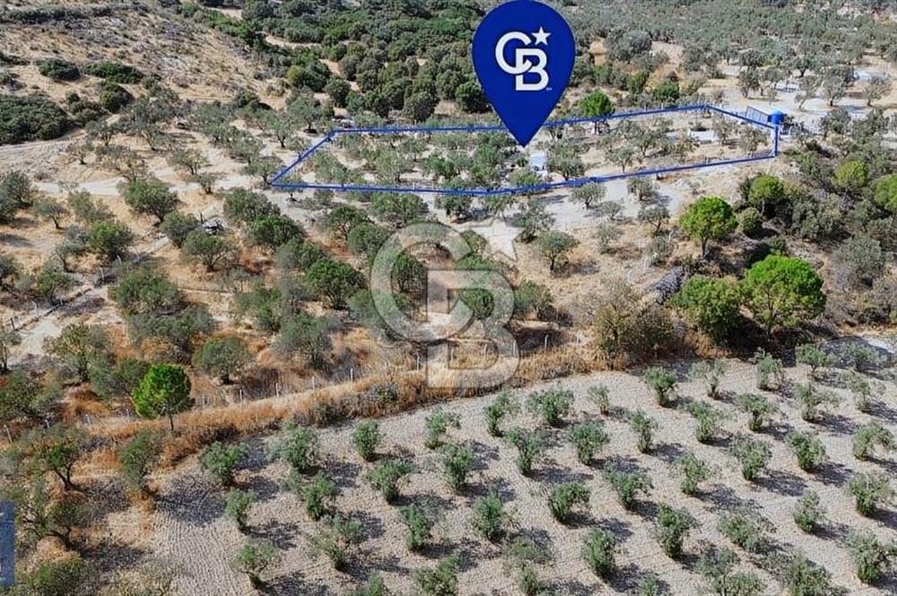 Helvacı'da 2413 m2; 50 Ağaçlı+Su+Konteynerli Hobi Bahçesi