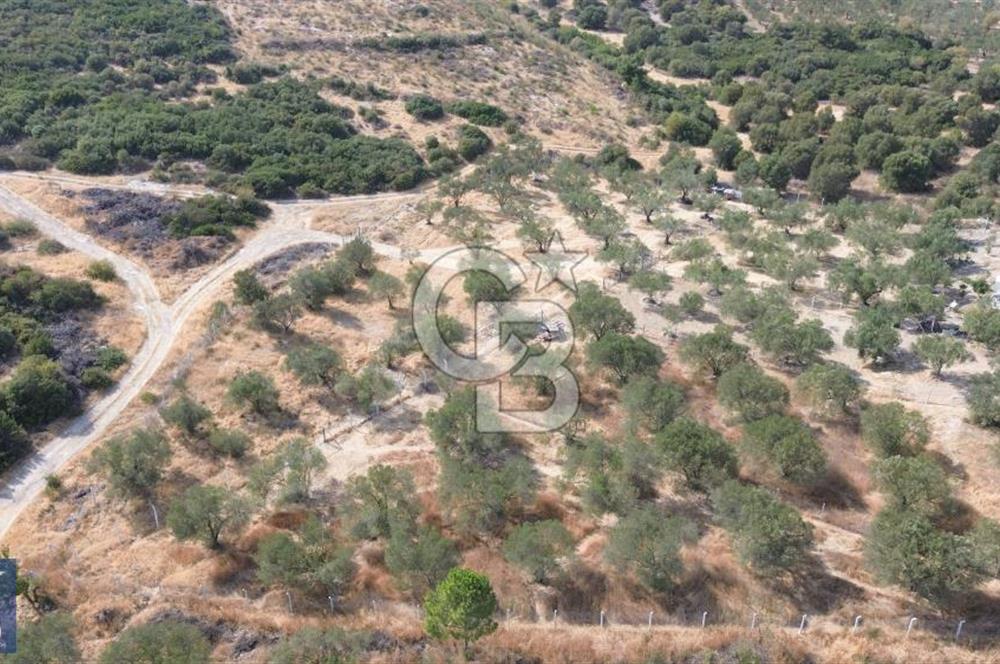 Helvacı'da 2413 m2; 50 Ağaçlı+Su+Konteynerli Hobi Bahçesi