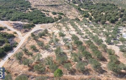Helvacı'da 2413 m2; 50 Ağaçlı+Su+Konteynerli Hobi Bahçesi