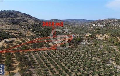 Helvacı'da 2413 m2; 50 Ağaçlı+Su+Konteynerli Hobi Bahçesi