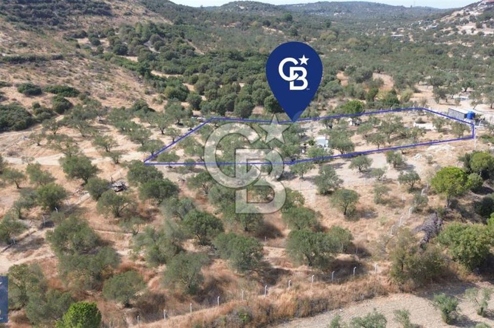 Helvacı'da 2413 m2; 50 Ağaçlı+Su+Konteynerli Hobi Bahçesi