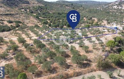 Helvacı'da 2413 m2; 50 Ağaçlı+Su+Konteynerli Hobi Bahçesi