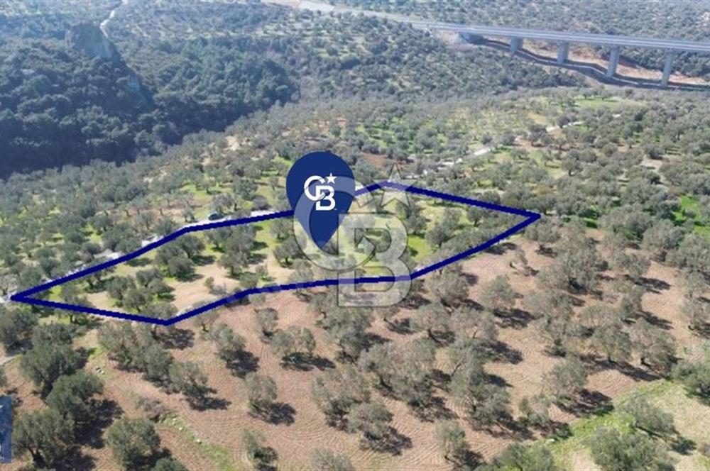 Aşağışakran'da Yola Cephe 5345 m2 60 Ağaçlı Zeytinlik