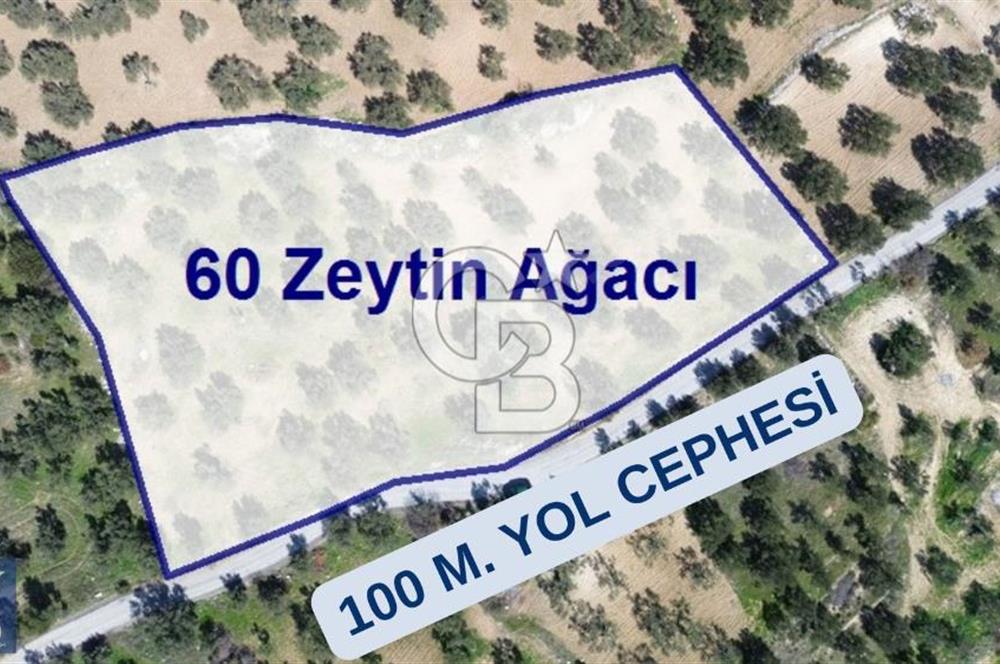 Aşağışakran'da Yola Cephe 5345 m2 60 Ağaçlı Zeytinlik