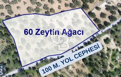 Aşağışakran'da Yola Cephe 5345 m2 60 Ağaçlı Zeytinlik