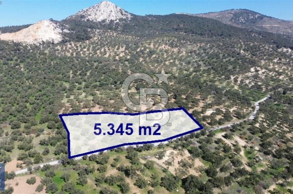 Aşağışakran'da Yola Cephe 5345 m2 60 Ağaçlı Zeytinlik