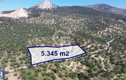 Aşağışakran'da Yola Cephe 5345 m2 60 Ağaçlı Zeytinlik