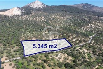 Aşağışakran'da Yola Cephe 5345 m2 60 Ağaçlı Zeytinlik