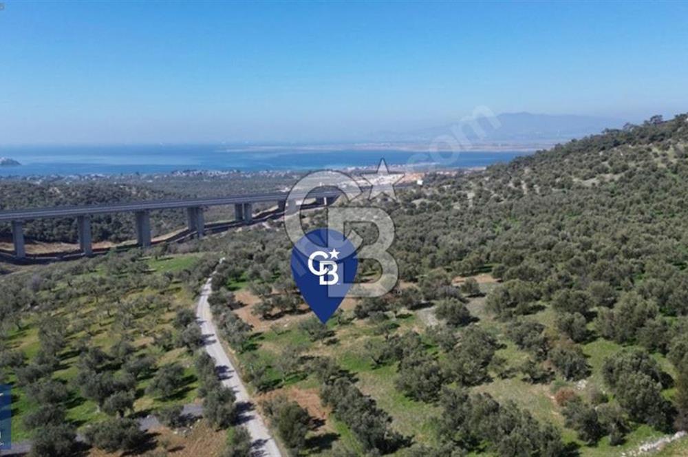 Aşağışakran'da Yola Cephe 5345 m2 60 Ağaçlı Zeytinlik
