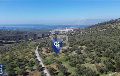 Aşağışakran'da Yola Cephe 5345 m2 60 Ağaçlı Zeytinlik