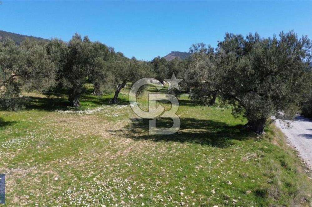 Aşağışakran'da Yola Cephe 5345 m2 60 Ağaçlı Zeytinlik