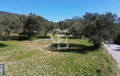 Aşağışakran'da Yola Cephe 5345 m2 60 Ağaçlı Zeytinlik