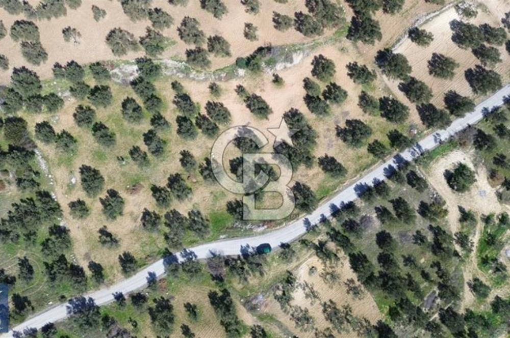 Aşağışakran'da Yola Cephe 5345 m2 60 Ağaçlı Zeytinlik
