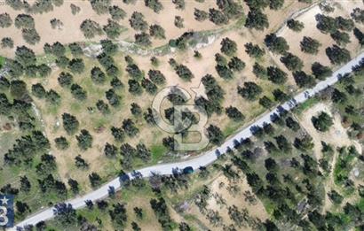Aşağışakran'da Yola Cephe 5345 m2 60 Ağaçlı Zeytinlik
