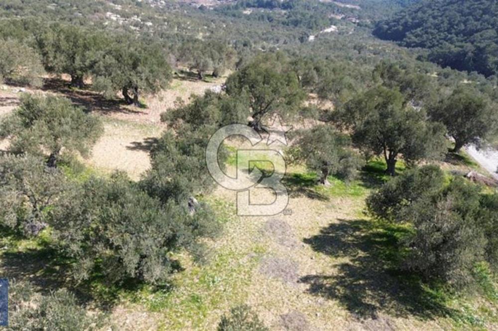 Aşağışakran'da Yola Cephe 5345 m2 60 Ağaçlı Zeytinlik