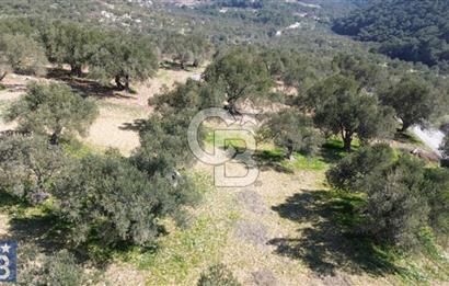 Aşağışakran'da Yola Cephe 5345 m2 60 Ağaçlı Zeytinlik