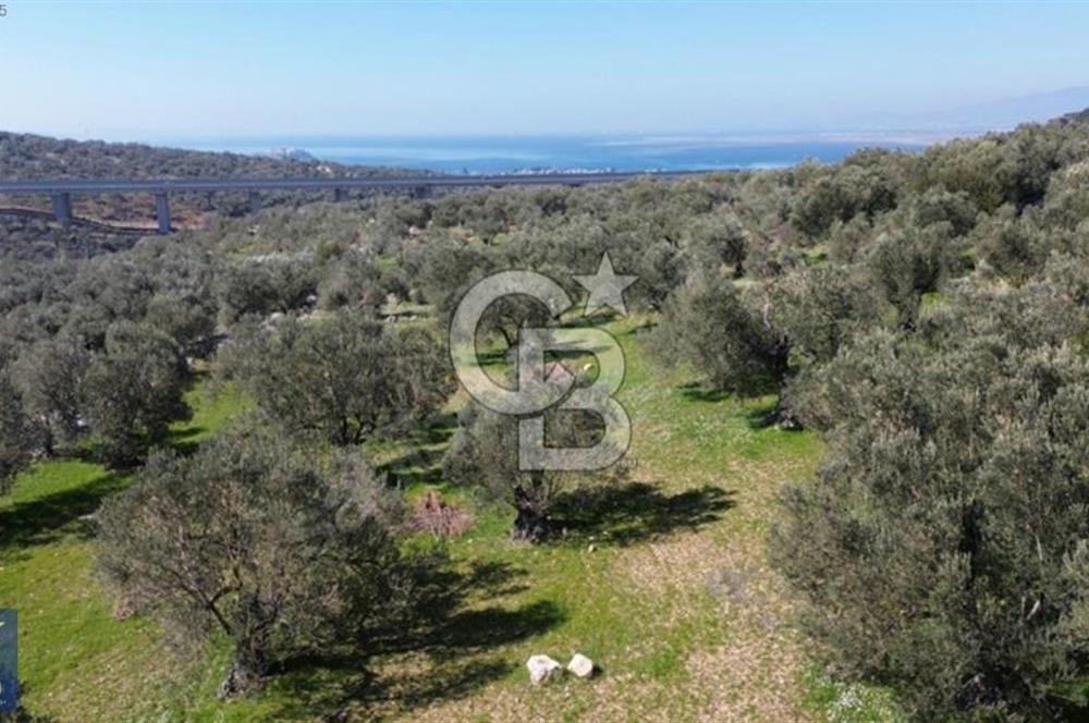Aşağışakran'da Yola Cephe 5345 m2 60 Ağaçlı Zeytinlik