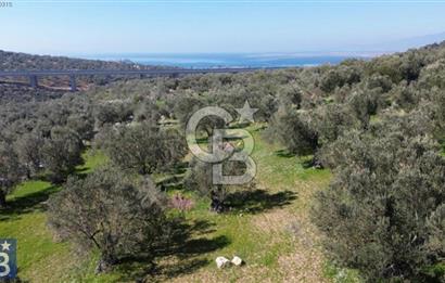 Aşağışakran'da Yola Cephe 5345 m2 60 Ağaçlı Zeytinlik