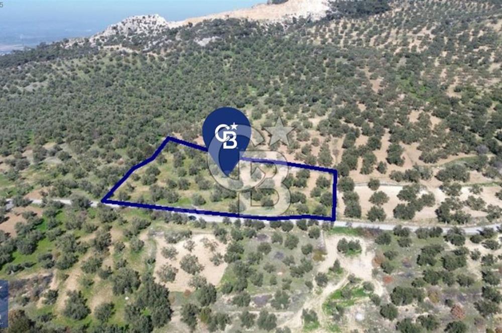 Aşağışakran'da Yola Cephe 5345 m2 60 Ağaçlı Zeytinlik