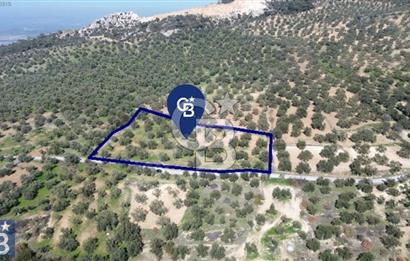 Aşağışakran'da Yola Cephe 5345 m2 60 Ağaçlı Zeytinlik