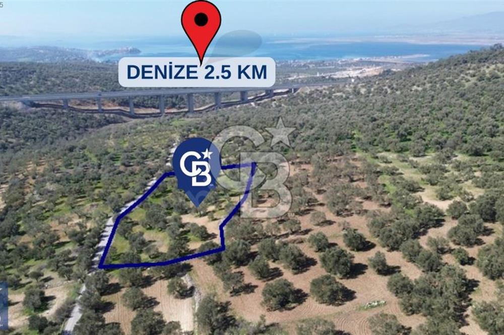 Aşağışakran'da Yola Cephe 5345 m2 60 Ağaçlı Zeytinlik