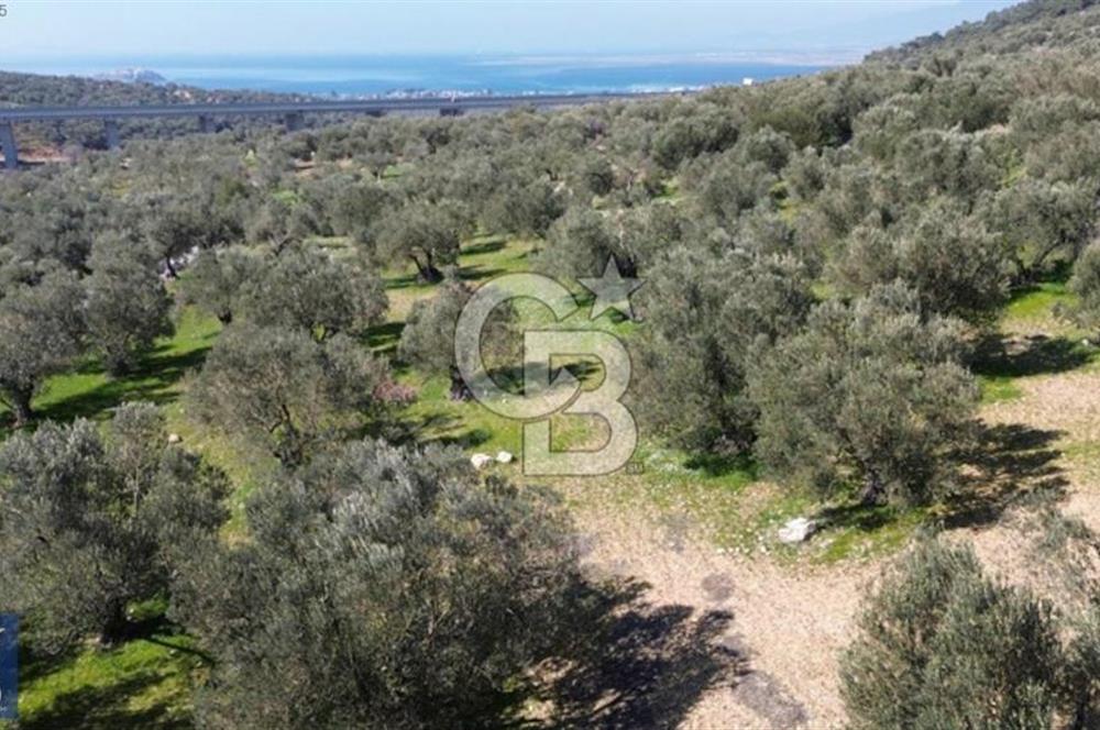 Aşağışakran'da Yola Cephe 5345 m2 60 Ağaçlı Zeytinlik