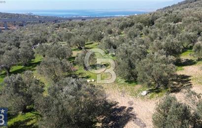 Aşağışakran'da Yola Cephe 5345 m2 60 Ağaçlı Zeytinlik