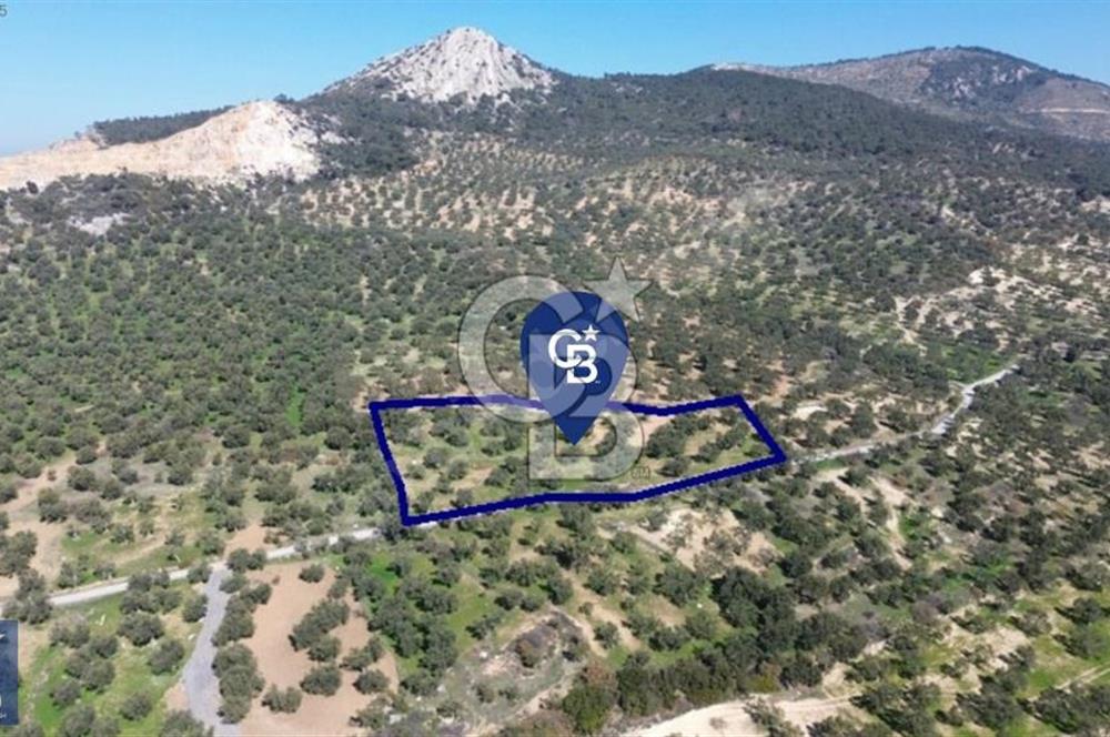 Aşağışakran'da Yola Cephe 5345 m2 60 Ağaçlı Zeytinlik