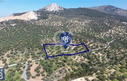 Aşağışakran'da Yola Cephe 5345 m2 60 Ağaçlı Zeytinlik