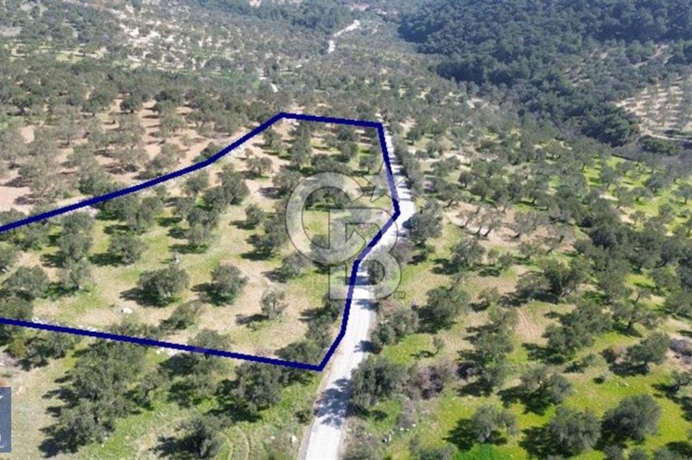 Aşağışakran'da Yola Cephe 5345 m2 60 Ağaçlı Zeytinlik