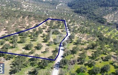 Aşağışakran'da Yola Cephe 5345 m2 60 Ağaçlı Zeytinlik