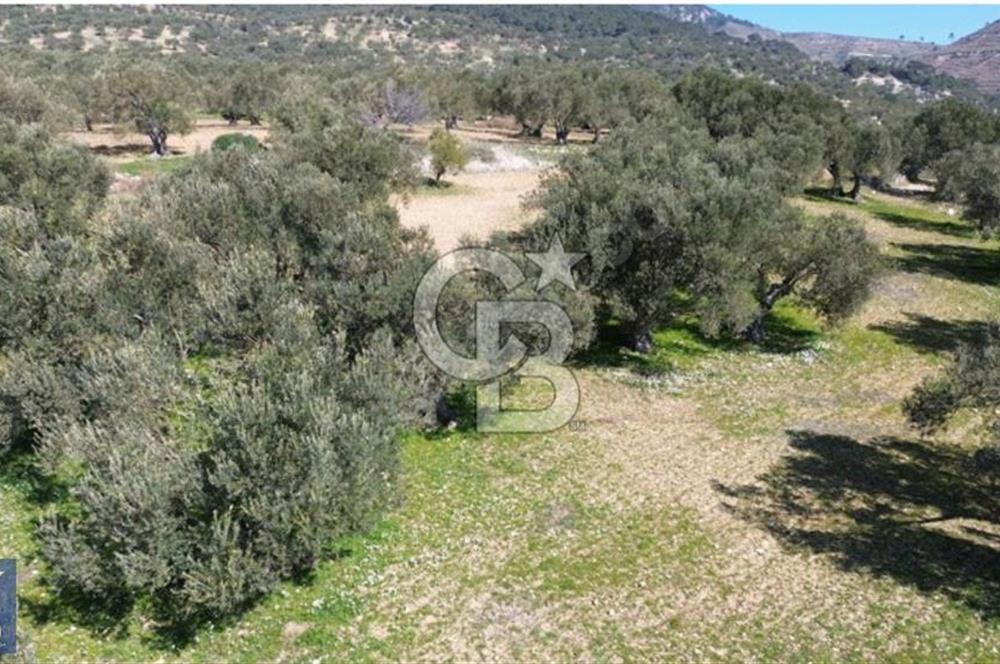 Aşağışakran'da Yola Cephe 5345 m2 60 Ağaçlı Zeytinlik