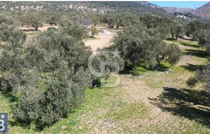 Aşağışakran'da Yola Cephe 5345 m2 60 Ağaçlı Zeytinlik