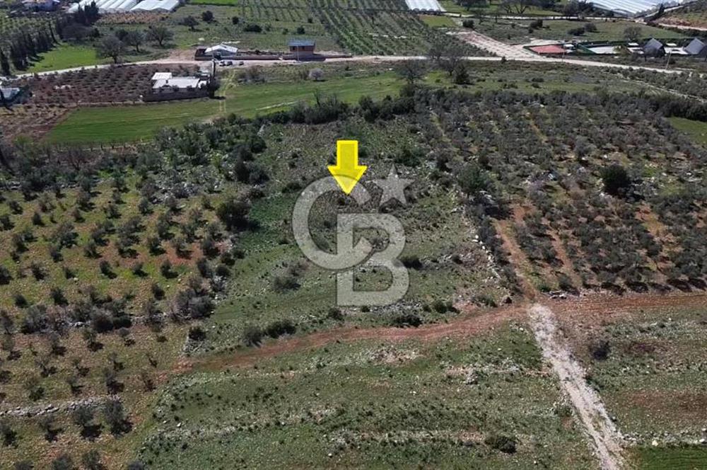 CB ARDEN ELMAK'TAN ANTALYA KAŞ SAHİL PALAMUT'TA SATILIK TARLA