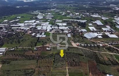 CB ARDEN ELMAK'TAN ANTALYA KAŞ SAHİL PALAMUT'TA SATILIK TARLA